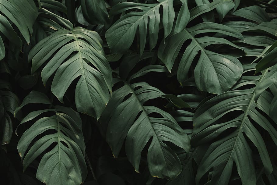 Close-up Photo of Leaves, fresh, freshness, garden, green, greenery, HD wallpaper