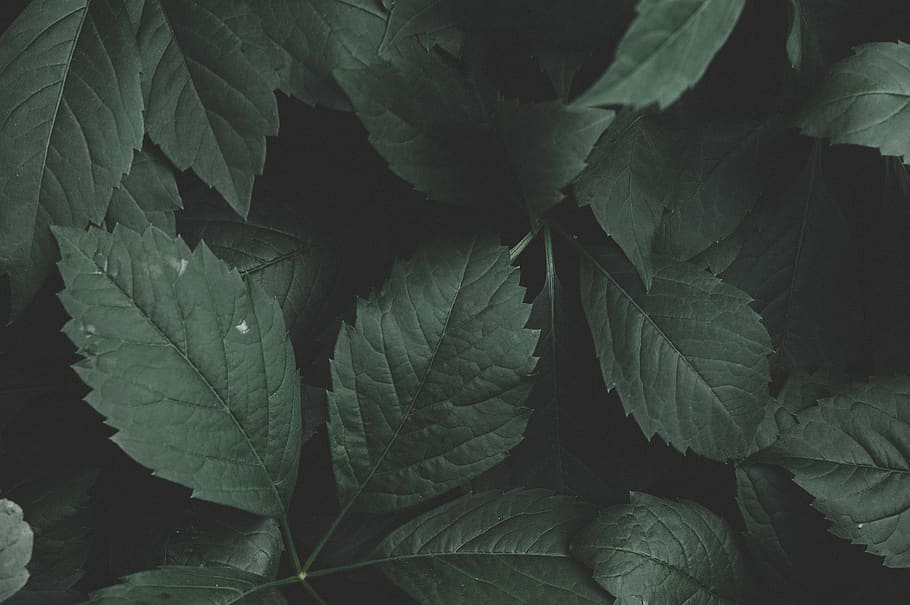 Layout of Green Leaves, background, close-up, color, colour, dark green plants, HD wallpaper